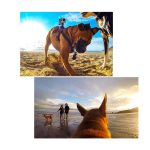 Dog Chest Strap for Insta360 & Action Cameras